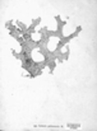 Lobaria pulmonaria image